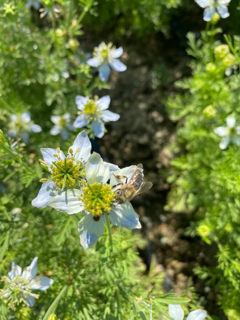 Growing Nigella sativa L. in Albanian agriculture to promote crop diversification and meet growing demand for natural antibiotics